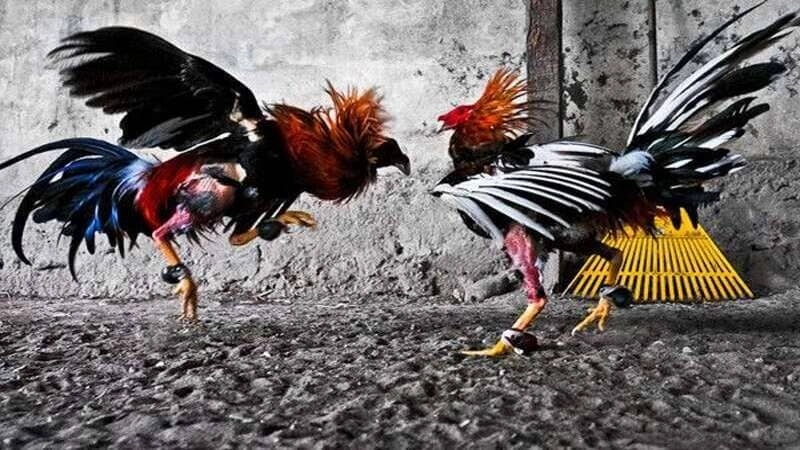 Giới thiệu về sảnh đá gà Xin88 trực tuyến