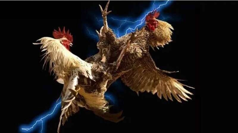 Ưu điểm khi chơi đá gà Xin88