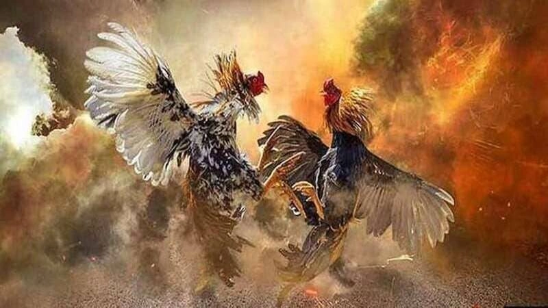 Bảo mật và hỗ trợ người chơi mà trang Xin88 xây dựng tại đá gà Xin88